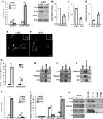 QKI Antibody in Western Blot, Immunoprecipitation (WB, IP)