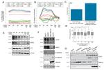CTCFL Antibody in Western Blot (WB)