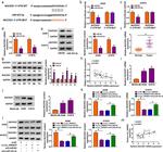 NUCKS1 Antibody in Western Blot (WB)