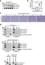 POLR3B Antibody in Western Blot (WB)