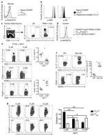 TCR beta Antibody in Flow Cytometry (Flow)