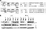 C14orf129 Antibody in Western Blot (WB)