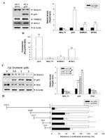 NDRG1 Antibody in Western Blot (WB)