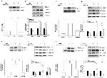 NDRG1 Antibody in Western Blot (WB)