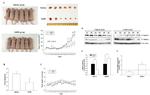 NDRG1 Antibody in Western Blot (WB)