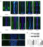 DLX3 Antibody in Western Blot (WB)