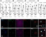 CXCR2 Antibody in Immunocytochemistry (ICC/IF)