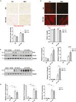 Tenascin C Antibody in Western Blot (WB)