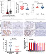 NPY5R Antibody in Immunohistochemistry (IHC)
