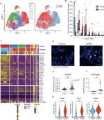 CD68 Antibody in Immunocytochemistry (ICC/IF)