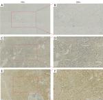 HEF1 Antibody in Immunohistochemistry (IHC)