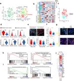 MFAP4 Antibody in Immunohistochemistry (IHC)