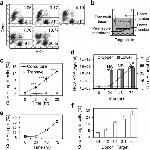 Hepatitis C Virus Core Antigen Antibody in Flow Cytometry (Flow)