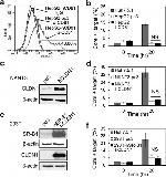 Hepatitis C Virus Core Antigen Antibody in Flow Cytometry (Flow)