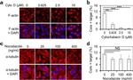 Hepatitis C Virus Core Antigen Antibody in Flow Cytometry (Flow)