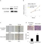 IGLC2 Antibody in Western Blot (WB)