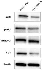 PIK3CA Antibody in Western Blot (WB)