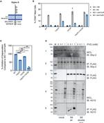 SIGLEC8 Antibody in Western Blot (WB)
