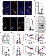 CD15 Antibody in Flow Cytometry (Flow)