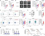 CD24 Antibody in Flow Cytometry (Flow)