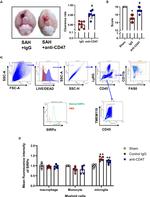 CD47 Antibody in Inhibition Assays (Inhibition)