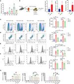 CD86 (B7-2) Antibody in Flow Cytometry (Flow)
