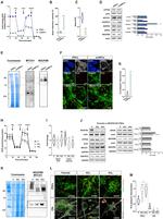 OCT3/4 Antibody in Immunocytochemistry (ICC/IF)