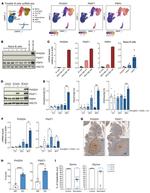 PSAT1 Antibody in Western Blot (WB)