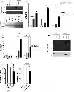 IFIT2 Antibody in Western Blot (WB)