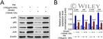 NFkB p65 Antibody in Western Blot (WB)