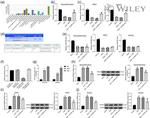 PRSS23 Antibody in Western Blot (WB)