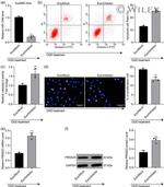 PRSS23 Antibody in Western Blot (WB)