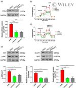 MCP-1 Antibody in Western Blot (WB)
