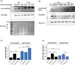 Phospho-beta-2 Adrenergic Receptor (Ser355, Ser356) Antibody in Western Blot (WB)