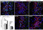 NMDAR1 Antibody in Immunohistochemistry (Frozen) (IHC (F))