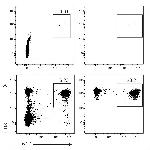 CD8a Antibody in Flow Cytometry (Flow)