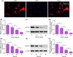 AMOTL2 Antibody in Western Blot (WB)