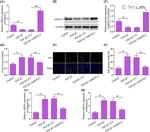AMOTL2 Antibody in Western Blot (WB)