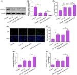 AMOTL2 Antibody in Western Blot (WB)