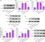 AMOTL2 Antibody in Western Blot (WB)