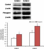 ICAM-3 Antibody in Western Blot (WB)