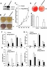 HOXC10 Antibody in Western Blot (WB)