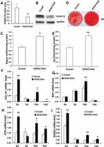 HOXC10 Antibody in Western Blot (WB)