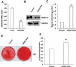 HOXC10 Antibody in Western Blot (WB)