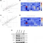 PITX2 Antibody in Western Blot (WB)