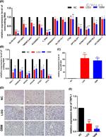 TBPL1 Antibody in Immunohistochemistry (IHC)