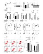 HMGB1 Antibody in Western Blot (WB)