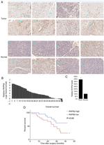 RHPN2 Antibody in Immunohistochemistry (IHC)