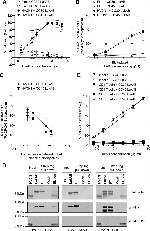 HVCN1 Antibody in Western Blot (WB)