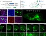 VGLUT3 Antibody in Immunohistochemistry (IHC)
